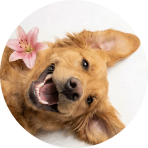 Oblea para Tarta de Perros – Decoración Comestible Cumpleaños Infantil